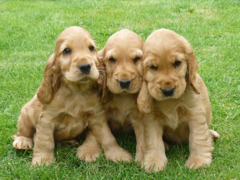 34 Grey, Garp, Glen.JPG